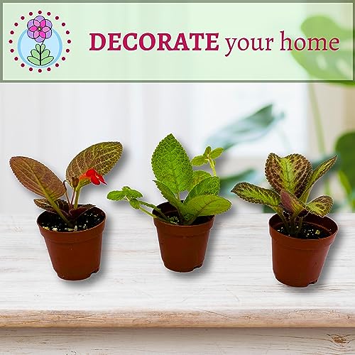 BubbleBlooms Flame Violet, Episcia Cupreata Assortment Set 2 inch pots 3 Different Velvet Plants, Tiny Mini Pixie Plant