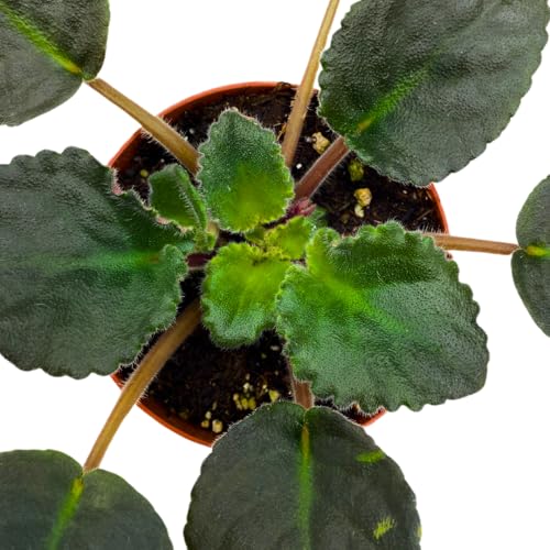 Harmony Foliage African Violet RM Vesna 4 inch Pink Flower