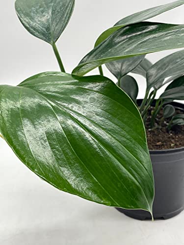 BubbleBlooms Dragon Tail Plant in a 6 inch Pot rhaphidophora decursiva,