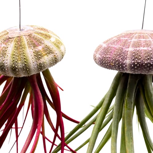 BubbleBlooms Large Tillandsia Jellyfish, Big Hanging air Plant with Seashell