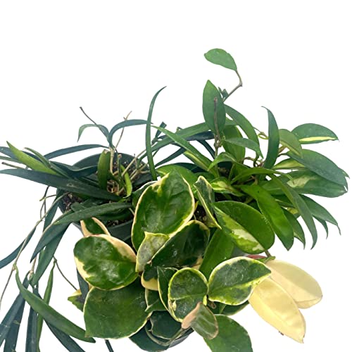 BubbleBlooms Hoya Assortment Set 3 Different Hoyas in 4 inch pots Growers Choice