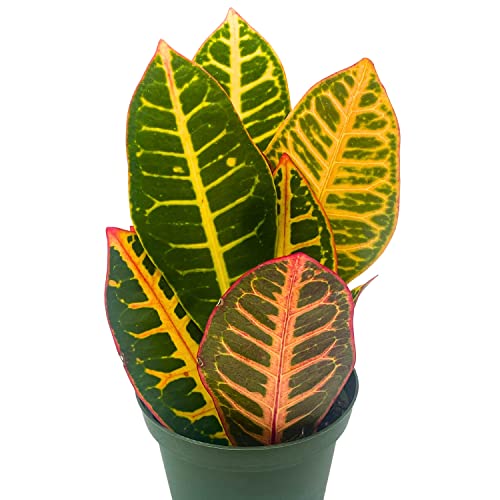 BubbleBlooms Variegated Croton, 4 inch Large Leaf Codiaeum variegatum