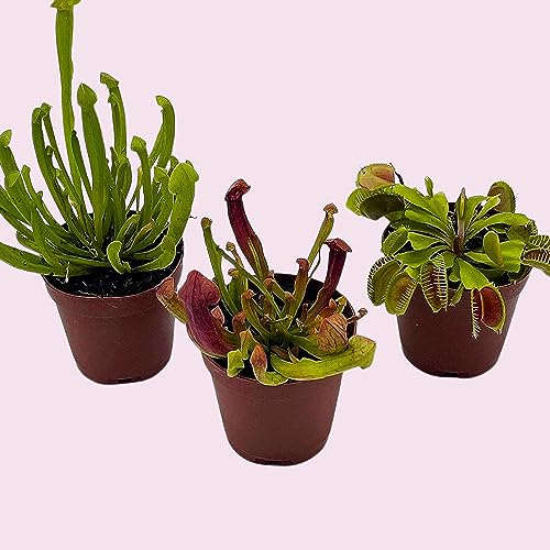 BubbleBlooms Carnivorous Plant Assortment Set, 3 Different Plant Species in 2 inch Pots
