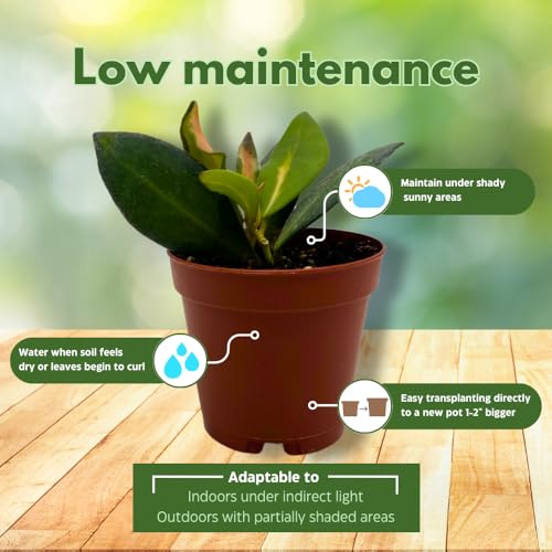 BubbleBlooms Hoya Ds-70 Variegated burtoniae in a 2 inch Pot Tiny Mini Pixie Plant