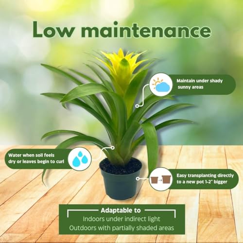 BubbleBlooms Yellow Bromeliad in a 4 inch Pot Nidularium billbergioides