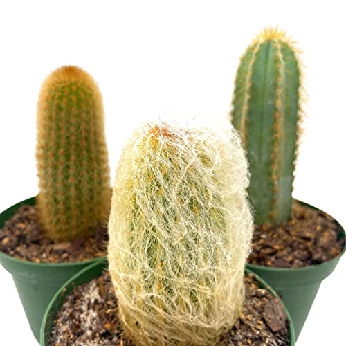 BubbleBlooms Column Cactus Assortment, 4 inch Set of 3, Silver Torch, Blue Column, Yellow, Old Man Fuzzy, Variety Cacti
