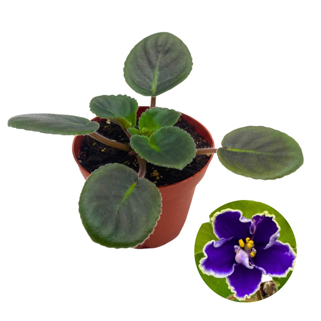 Harmony Foliage African Violet Harmony's Wild Nights 4 inch Blue Flower White Edge