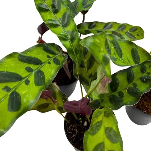 BubbleBlooms Calathea Rattlesnake 2 inch Set of 3 Lancifolia Prayer Plant Tiny Mini Pixie Plants