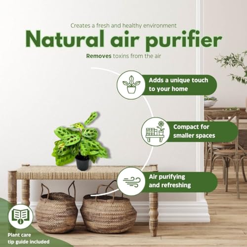 BubbleBlooms Maranta Green, 4 inch Rabbit Tracks, Kerchoveana Leuconeura Green Prayer Plant