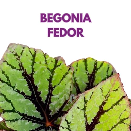 Begonia Rex Fedor in a 6 inch Mint Green Velvet