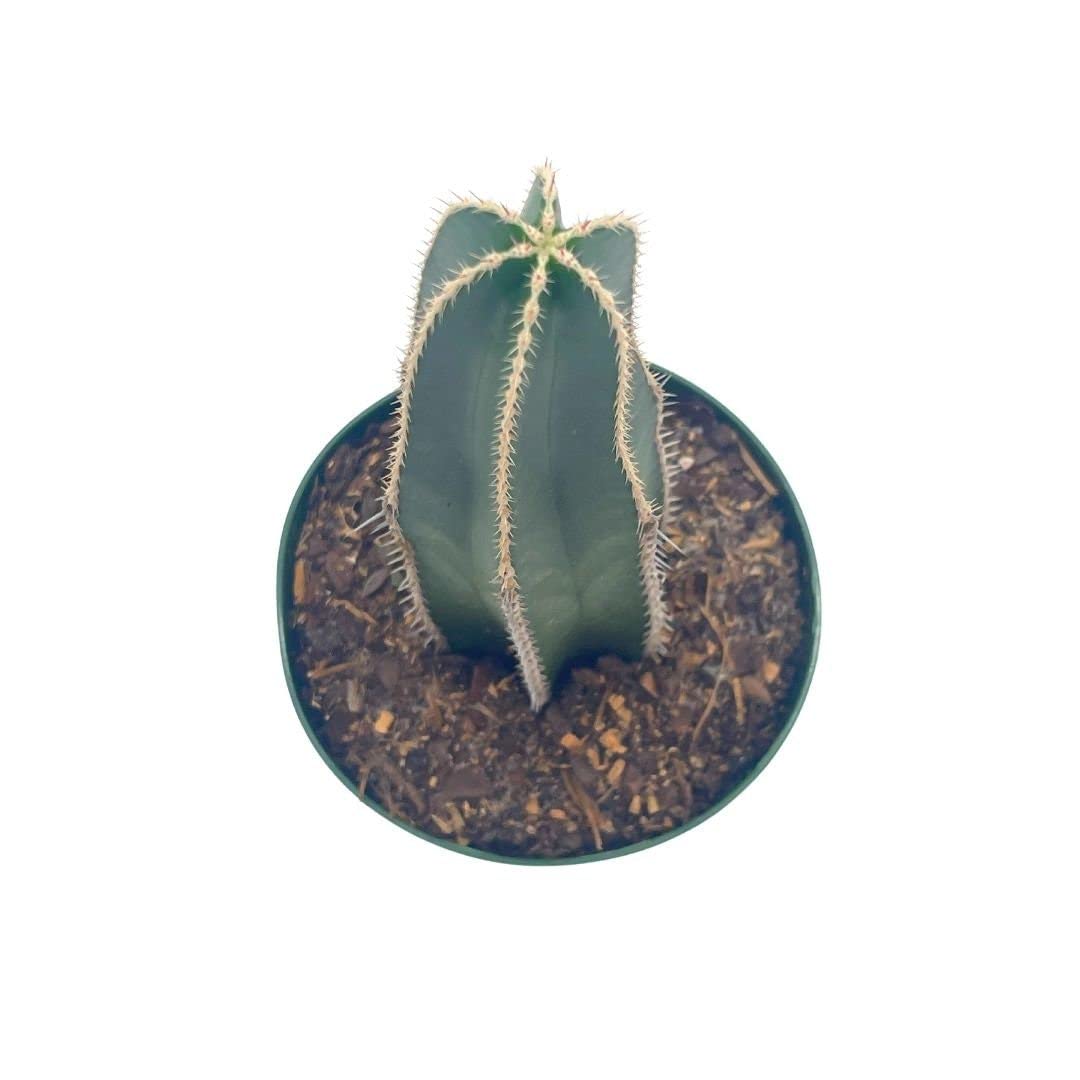 Mexican Fencepost Cactus, 4 inch, Lophocereus marginatus, Pachycereus Fence Post Cacti