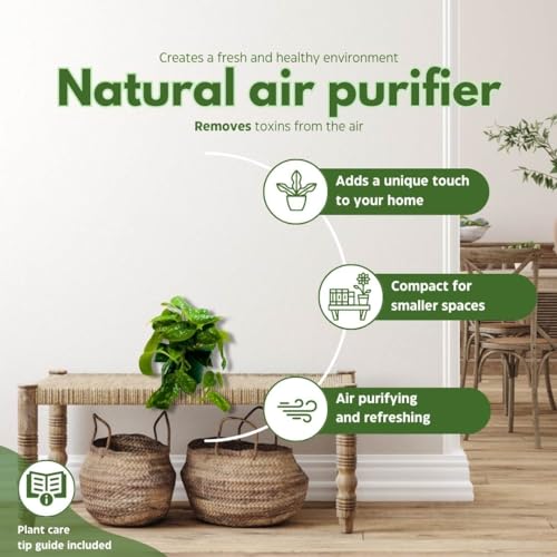 BubbleBlooms Satin Pothos in a 4 inch Pot, Silver Vine, Silk Pothos Silver Philodendron