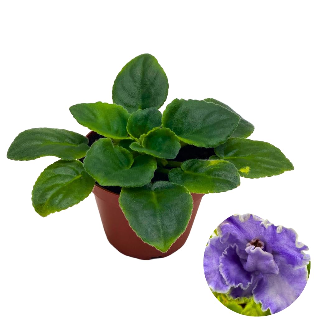 Harmony Foliage African Violet Solemn Promise 4 inch Purple Lavender Flower