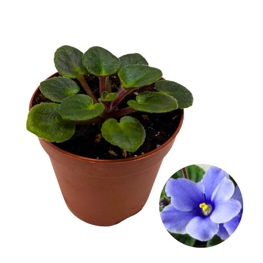 Harmony Foliage Mini African Violet Frosted Denim 2 inch Blue White Flower