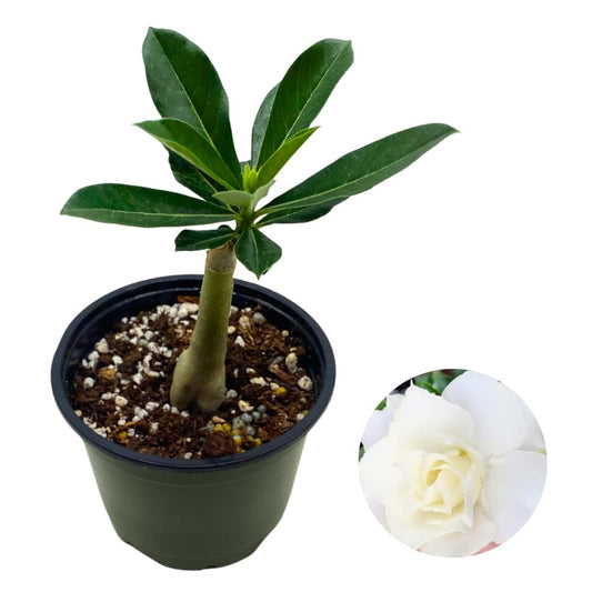 BubbleBlooms Desert Rose White Dolphin in a 4 inch Pot Extremely Rare Flower