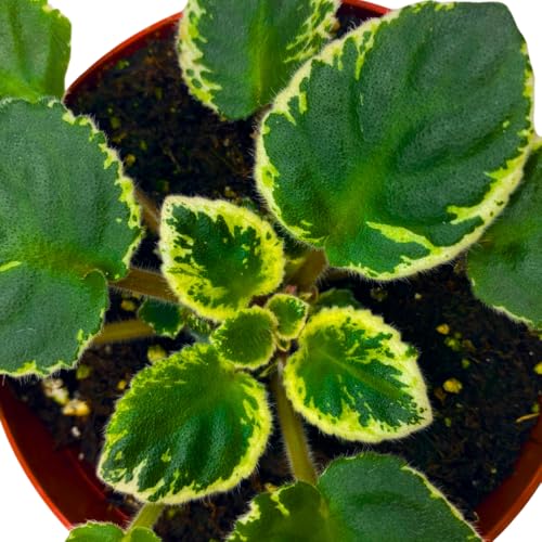 Harmony Foliage African Violet Cool Cat Variegated 4 inch Pink Flower