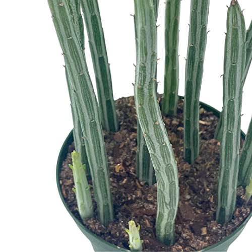 BubbleBlooms Kleinia stapeliiformis in a 4 inch Pot Pickle, Candle Stick Cactus