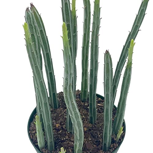 BubbleBlooms Kleinia stapeliiformis in a 4 inch Pot Pickle, Candle Stick Cactus