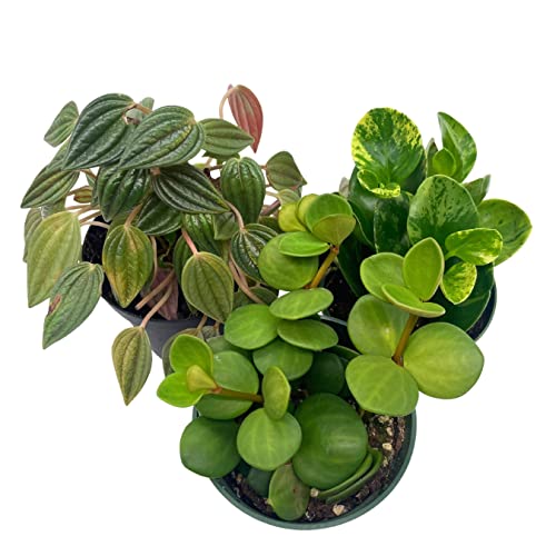BubbleBlooms Peperomia Assortment Set, 4 inch pots, Set of 3, Watermelon, Marble, Ripple, Rosso, peppermill, Quito, Grower's Choice