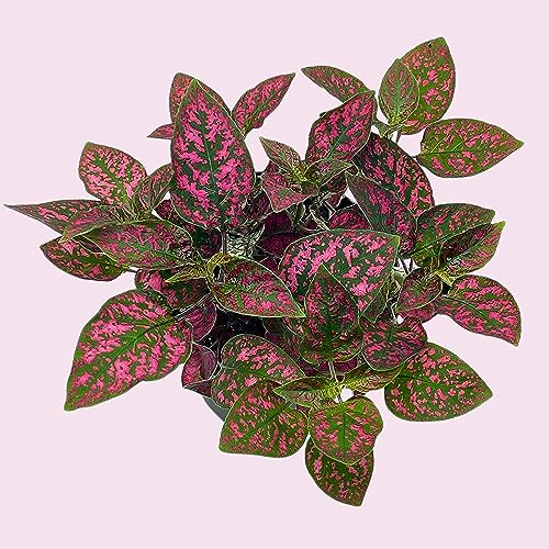 BubbleBlooms Red Hypoestes Phyllostachya in a 4 inch Pot Polka Dot Flamingo Plant