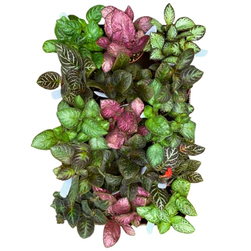 Harmony Foliage Episcia Flame Violet Wholesale Assortment in 4 inch Pots 15-Pack Bulk