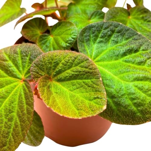 Harmony Foliage Begonia Manaus 4 inch Rhizomatous Fuzzy