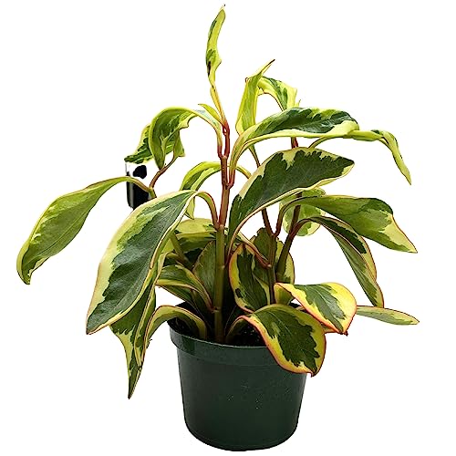 BubbleBlooms Peperomia Ginny, Rainbow Peperomia, Tricolor Peperomia, Pink Edge Peperomia, Rainbow Ginny in 6 inch Pot