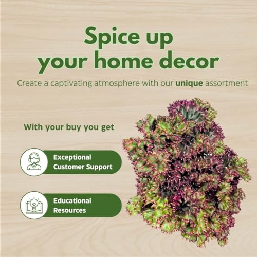 BubbleBlooms Pink Mermaid Tail Variegated Grafted Cactus Rare 4 inch