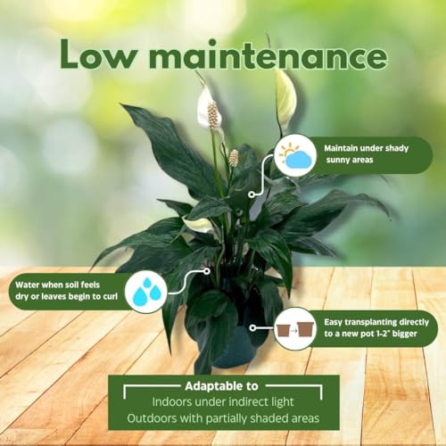 BubbleBlooms Peace Lily in a 4 inch Pot Spathiphyllum Wallisii, White Sails, Spathe Flower