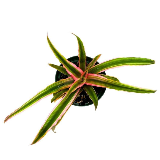 Pink Starlite cryptanthus 4 inch, bivitattus Minor Dwarf Rose Stripe Earth Star Bromeliad