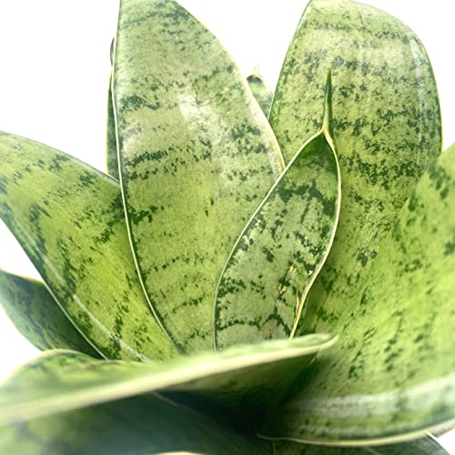 BubbleBlooms Variegated Snake Plant in a 4 inch Pot Rosette Shaped lengua de vaca, Sansevieria Dracaena trifasciata
