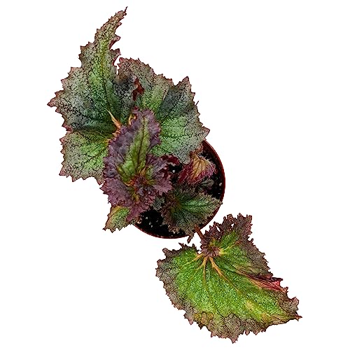 BubbleBlooms Harmony's Daehnerys Begonia Rex in 4 inch Pot