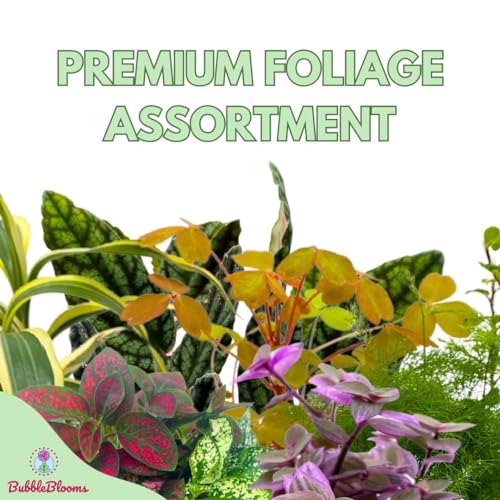 Premium Foliage Assortment, Fern set, NerveplantFern, Creeping saxifrage, succulent collection - Thumbnail 5