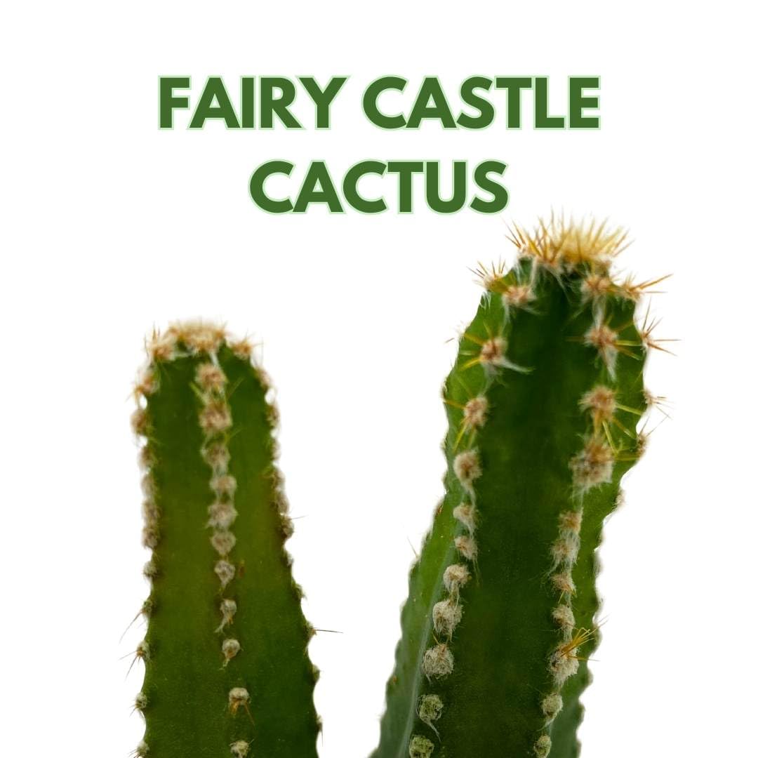 Acanthocereus tetragonus Fairy Castle Cactus, 2" Pot