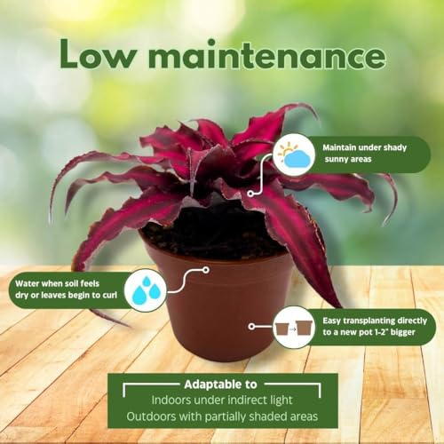 BubbleBlooms Cryptanthus Bivittatus in a 2 inch Pot Earth Star Bromeliad, Tiny Mini Pixie Plant, Dark Red