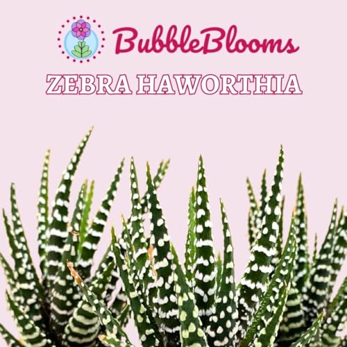BubbleBlooms Zebra haworthia Cactus, 2 inch Fasciata Attenuata
