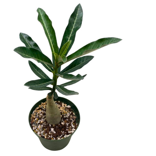 BubbleBlooms Desert Rose Sleeping Beauty in a 4 inch Pot Extremely Rare Flower