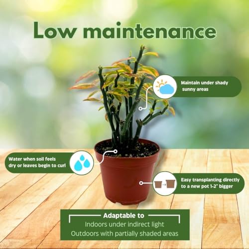 BubbleBlooms Variegated Devil's Backbone - Thumbnail 3