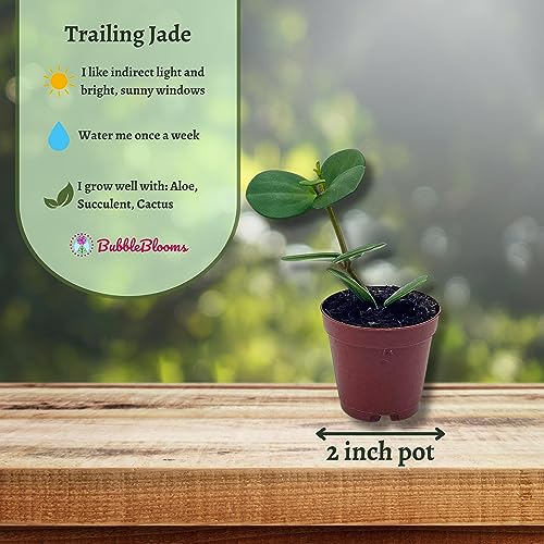 BubbleBlooms Peperomia Hope in a 2 inch Pot Trailing Jade peperomia rotundifolia Tiny Mini Pixie Plant
