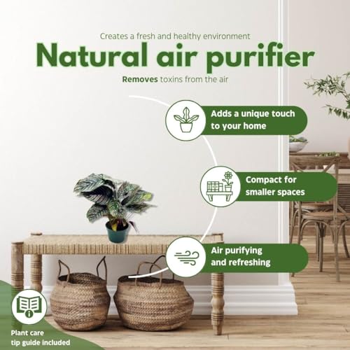 BubbleBlooms Calathea Ornata, Pinstripe in a 4 inch Pot Prayer Plant, Cathedral Plant Pin Stripe