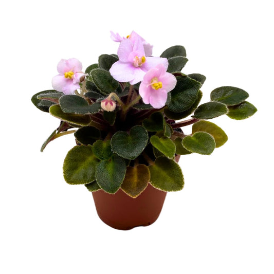 Harmony Foliage Mini African Violet Cajun's Lil Joy 2 inch Pink Flower