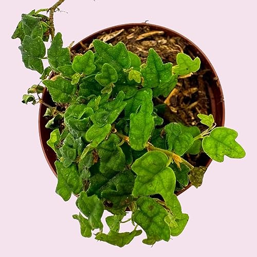 BubbleBlooms String of Frogs, in a 2 Inch Pot, Frog Feet Plant, Ficus pumila Quercifolia, Oakleaf Tiny Mini Pixie Plant