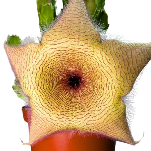 BubbleBlooms Stapelia gigantea, Giant Starfish Flower, Rare Huernia, in 6 inch Pot