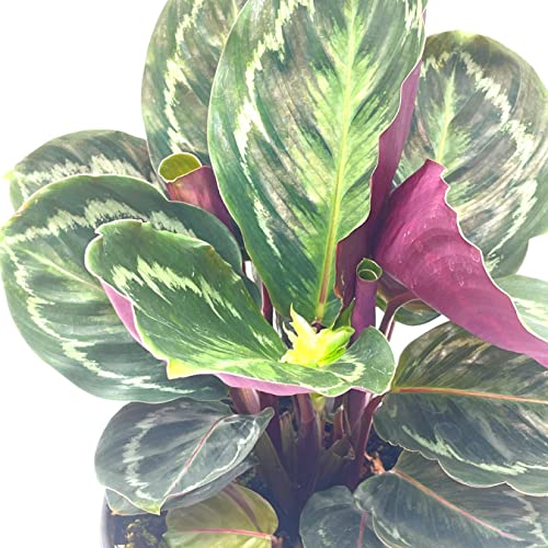 BubbleBlooms Calathea Medallion, Roseopicta in a 6 inch Pot Regal Rose, Rabbit Ear Prayer Plant