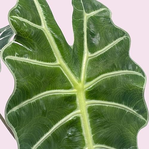 BubbleBlooms Alocasia African mask, 4 inch amazonica Polly