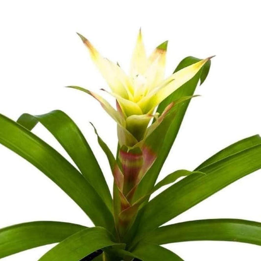 White Guzmania Bromeliad, 4 inch, Flowering Indoor Plant Rare Color