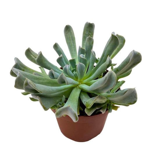 BubbleBlooms Topsy Turvy Succulent 4 inch