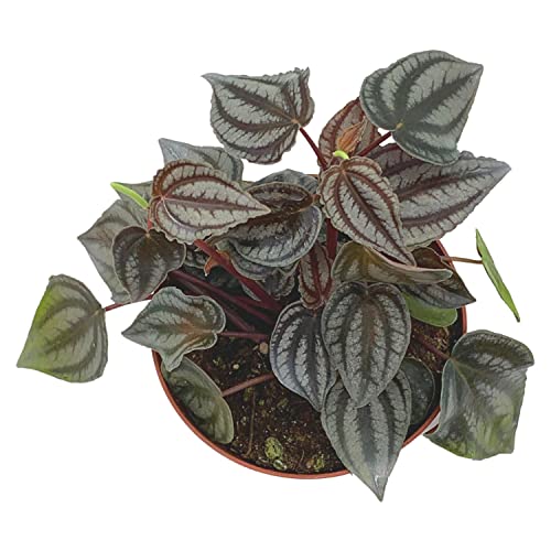 BubbleBlooms Harmony's Peperomia Turboensis in a 4 inch Pot Rare Dark Pep,