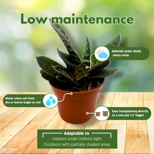 BubbleBlooms Gasteria Pillansii, 2 inch Set of 3, Succulent Haworthia Aloe Cow Tongue Tiny Mini Pixie Plants