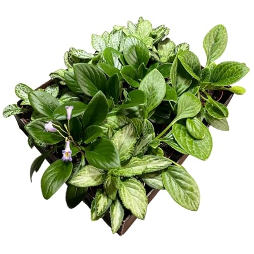 Harmony Foliage Primulina Chirita in 6 inch pots 12-Pack Bulk Wholesale Gesneriads Flowering